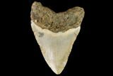 Fossil Megalodon Tooth - North Carolina #109715-2